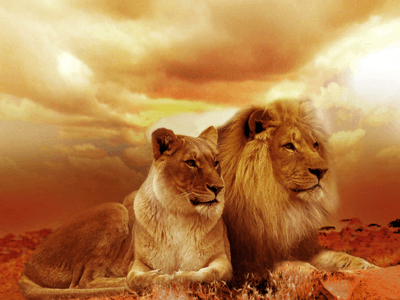 The Lion King The Lion King